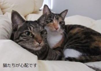田中の猫.jpg